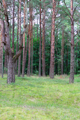 Pines in forest.