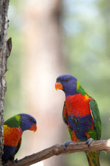 Lori arc en ciel 