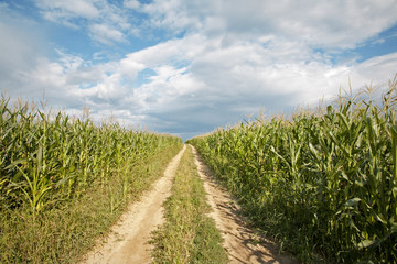 Fototapeta na wymiar way on the field of maize