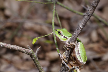 Green wood frog on a branch
