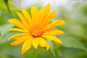 Mexican Sunflower Weed