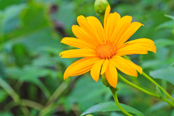 Mexican Sunflower Weed
