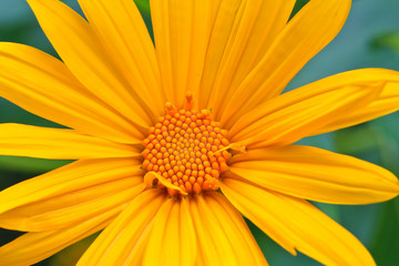 Mexican Sunflower Weed