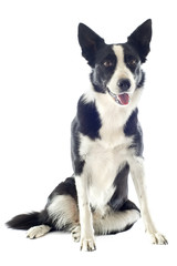 border collie