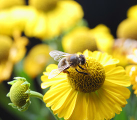 working bee