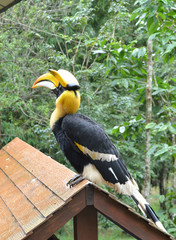 Great Pied Hornbill in the nature, Thailand