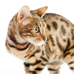 bengal cat