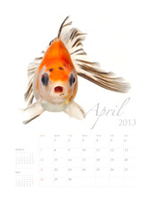 2013 Calendar vertical size, Goldfish lover concept