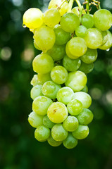 green grapes