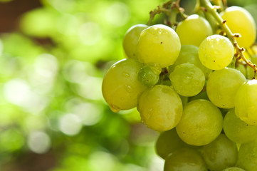 green grapes