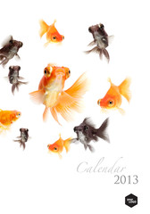 2013 Calendar vertical ,Goldfish lover concept , cover page