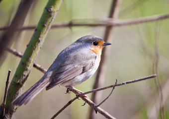 Songbird robin