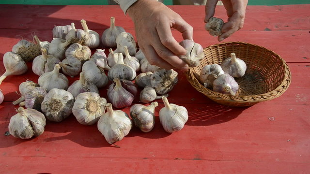 garlic harvest on red table in garden