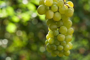 green grapes