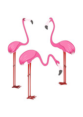 Three different beautiful pink flamingos. Vector illustration