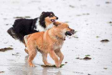 Elo-Welpe und Collie rennen am Strand