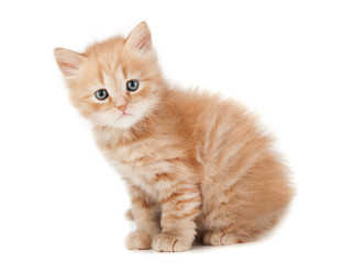 ginger kitty