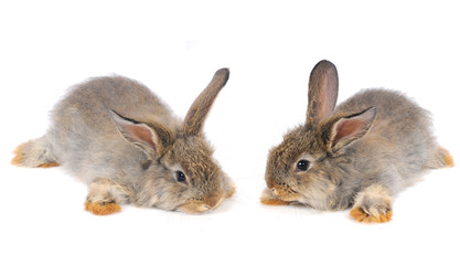 grey  rabbit