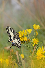 swallowtail butterfly
