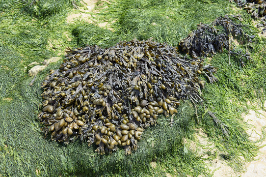 seaweed salad on beach