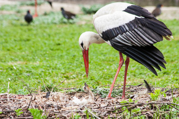 Mother stork feeding its youngs