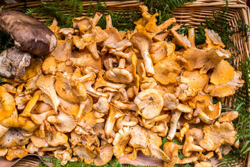 Golden Chanterelles mushroom basket