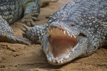 Fototapeta premium Crocodile