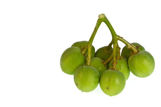 jatropha on a white background