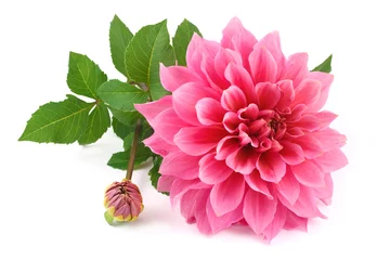 Door stickers Dahlia pink dahlia isolated on white background