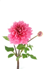 Abwaschbare Fototapete Dahlie pink dahlia