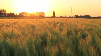 Moving field during sunset