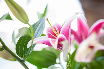 Crédence de cuisine en verre imprimé Nénuphars Pink lily.