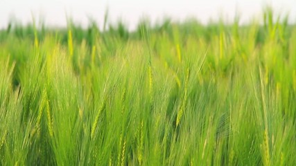 Moving field during sunset