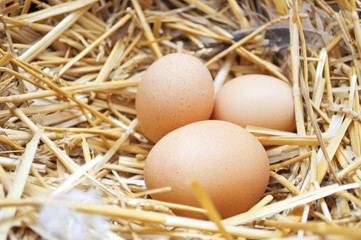 Eggs in nest