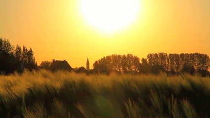 Moving field during sunset