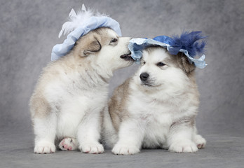 Portrait of malamute puppies