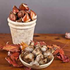 Fall Bulbs