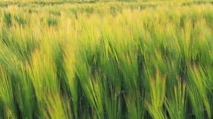 Moving field during sunset