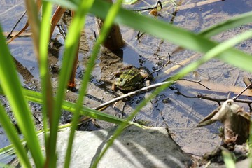 Teichfrosch am Teichufer