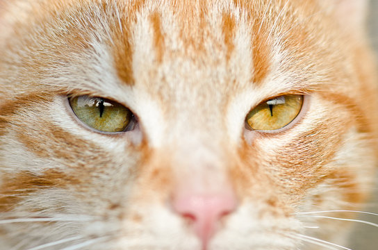 Orange cat looking at the camera