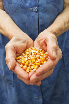 Corn in hands