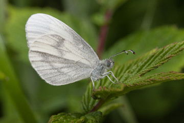 Wood White Butterfly - Leptidea sinapis
