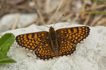 Fototapeta na wymiar Glanville Fritillary Butterfly