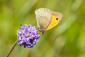 Meadow Brown Butterfly - Maniola jurtina