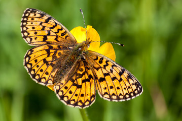 Pearl Bordered Fritillary butterfly - Boloria euphrosyne