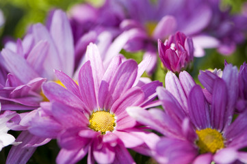 Obraz premium Chrysantheme