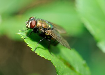 Macro shot of ugly fly on the leaf.
