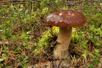 king bolete