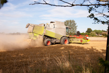 Fototapeta premium Wheat Harvesting,UK