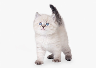 small siberian kitten on white background